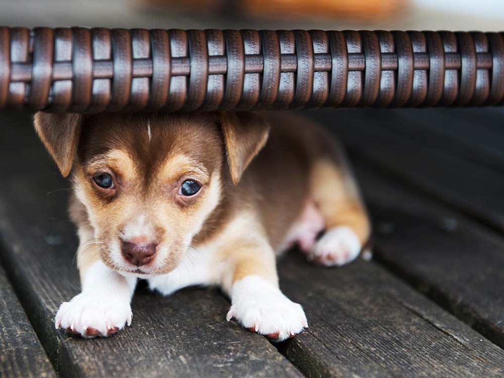 12 choses à savoir avant d’adopter un chien de refuge