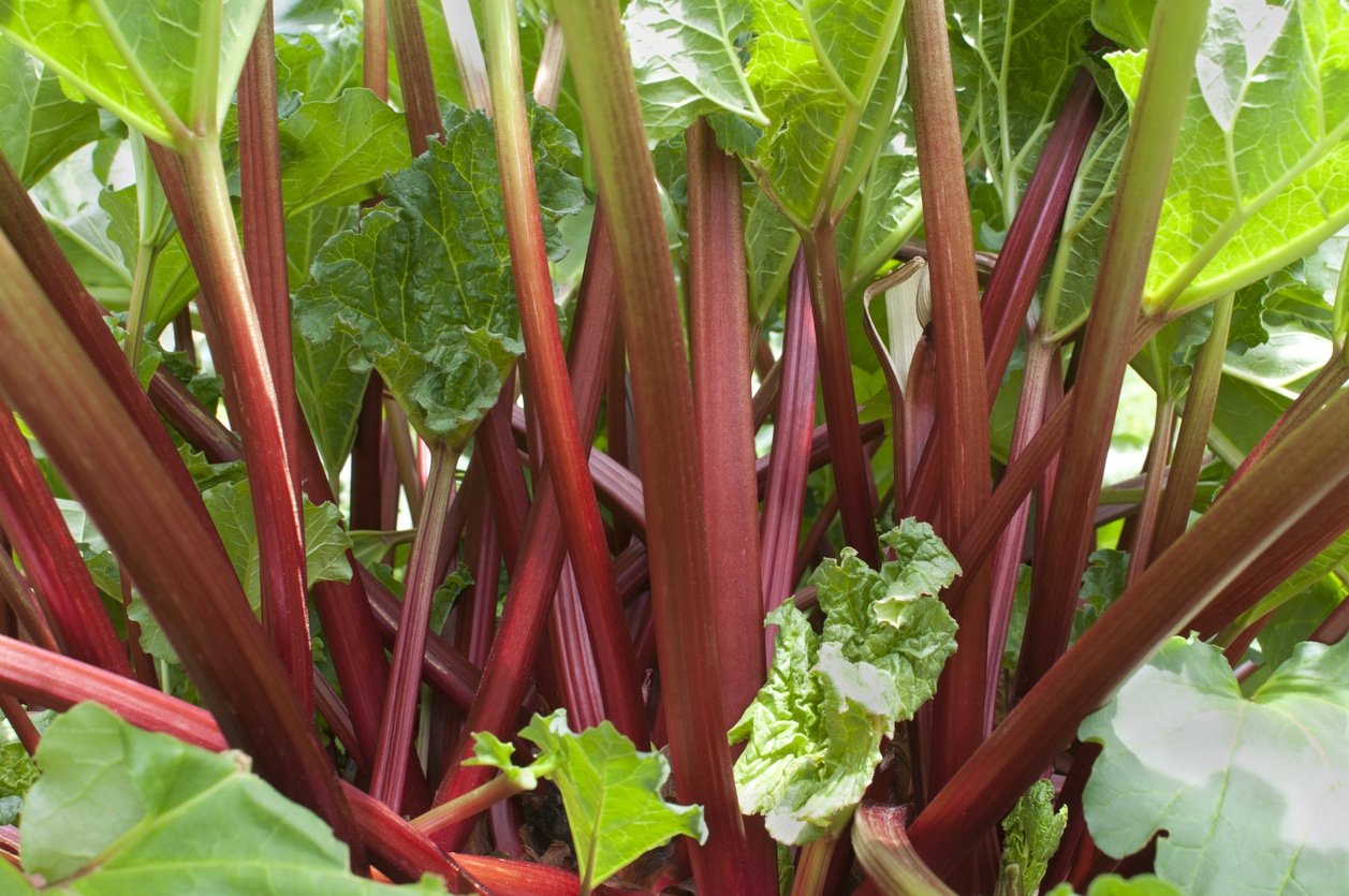 Comment Planter Rhubarbe Comment planter la rhubarbe