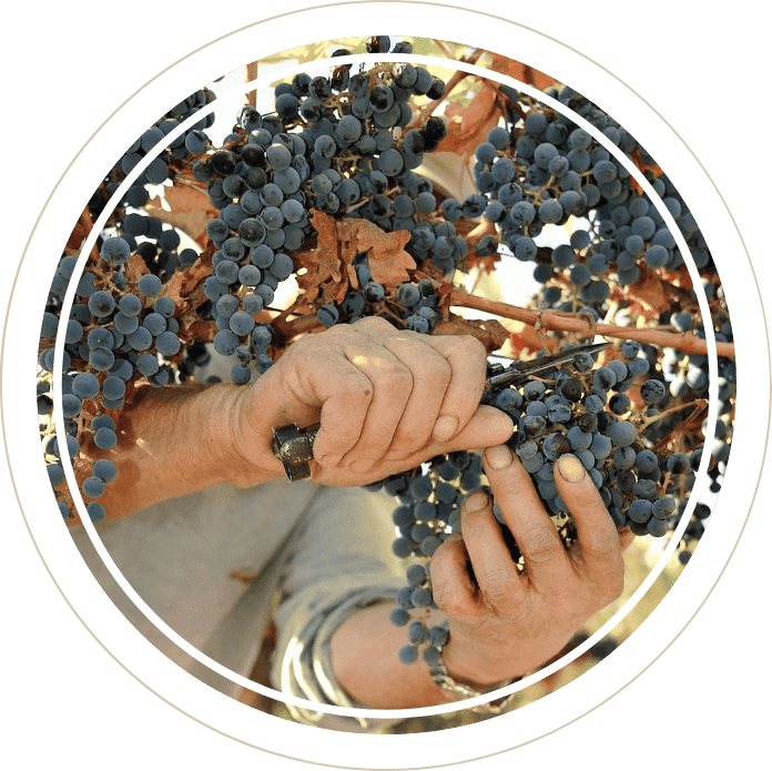 Home Select Wines Merchants