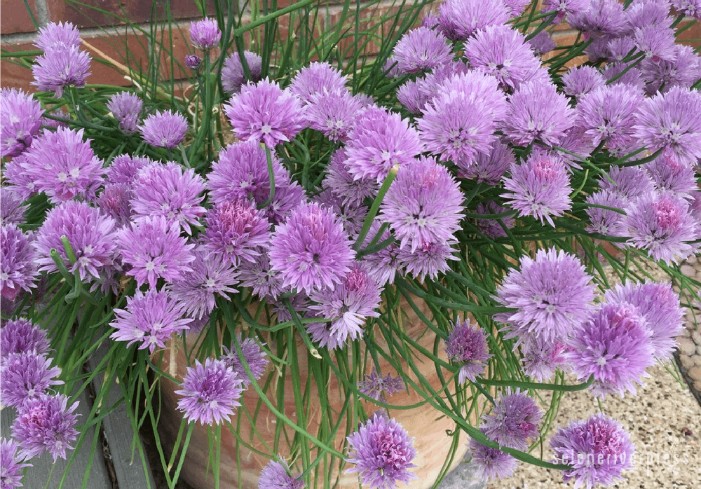 Herbal Health Benefits Growing and Eating Chives Selene River Press