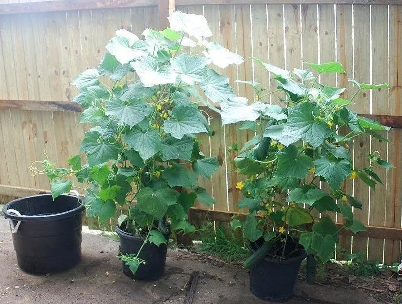 Cucumbers in pots Self Sufficient Culture