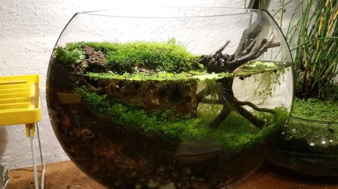 Jarrarium Guide (301 redirected) SelfSustaining Ecosystem