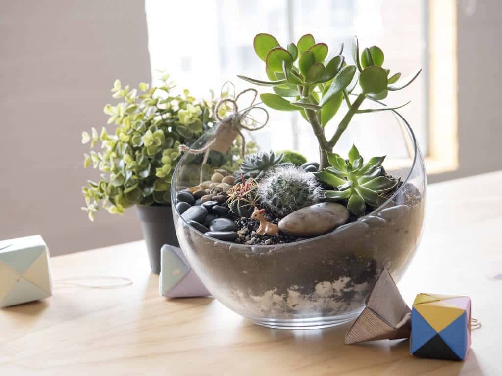 A Complete Guide to DIY Terrariums SelfSustaining Ecosystem