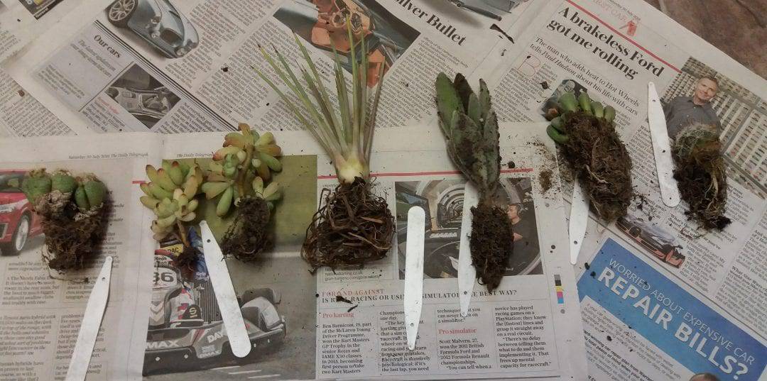 The 5 Best Places to Buy Terrarium Plants Online SelfSustaining