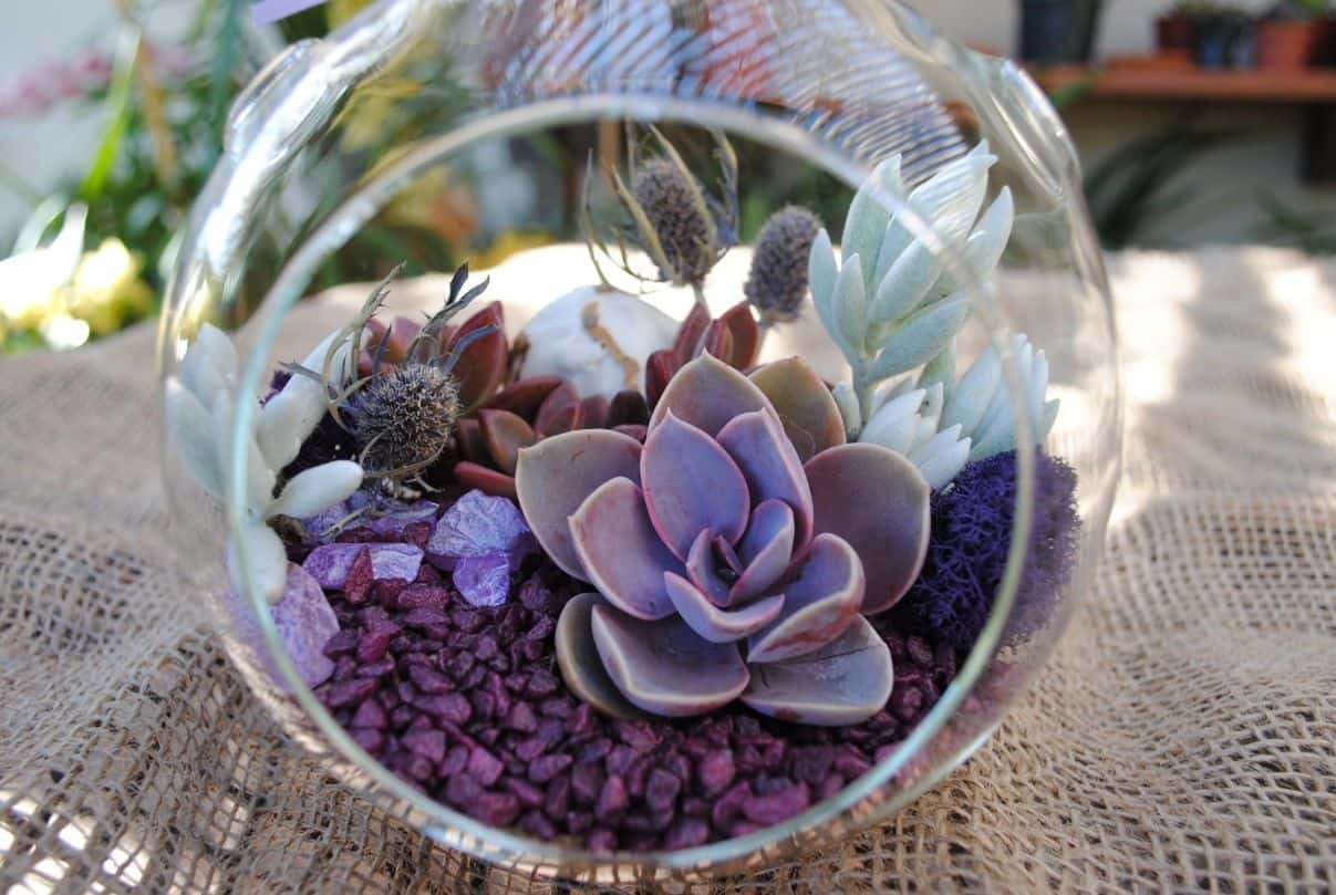8 Picturesque Purple Terrarium Plants SelfSustaining Ecosystem