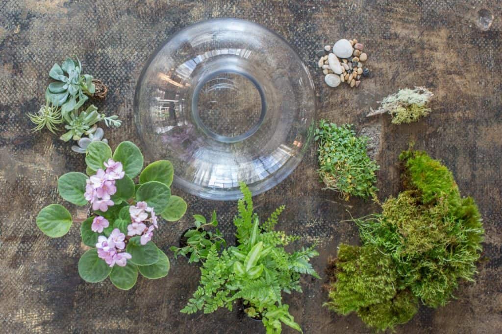7 Flowering Terrarium Plants SelfSustaining Ecosystem
