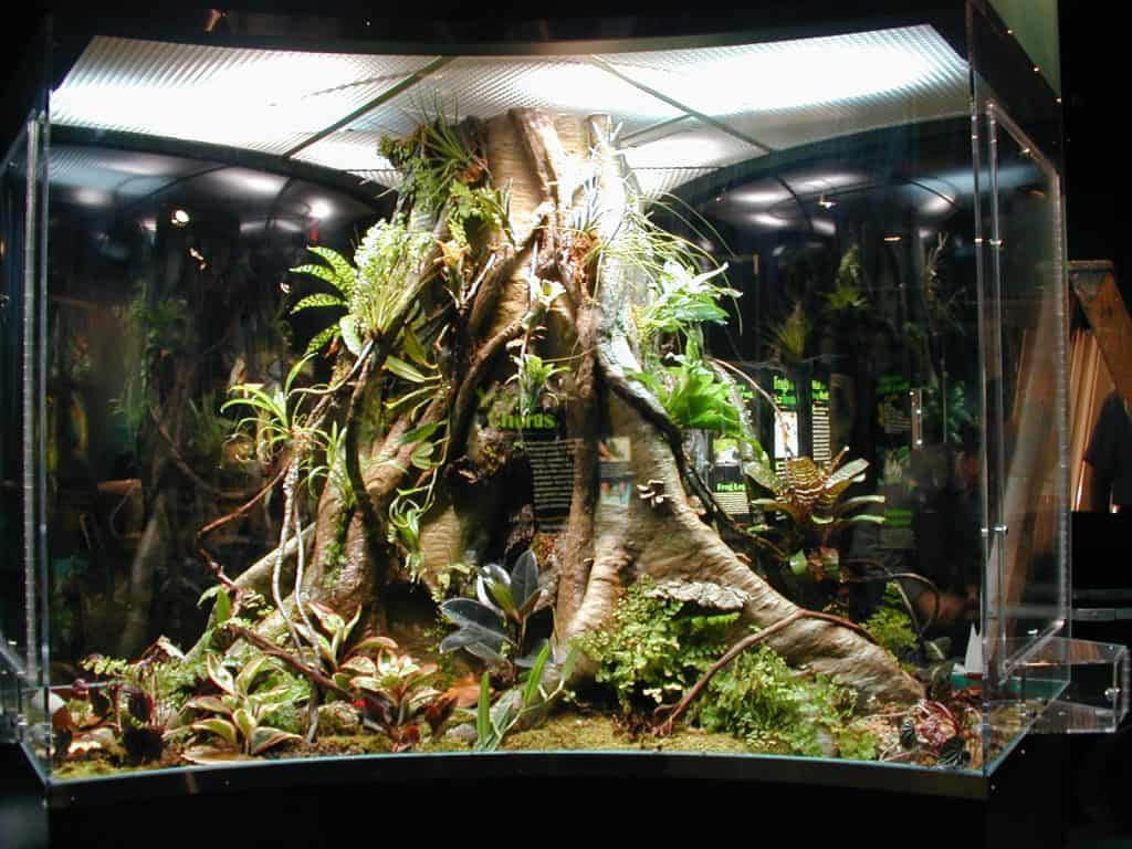 5 Exotic Terrarium Plants Everyone Will Be Envious Of SelfSustaining Ecosystem
