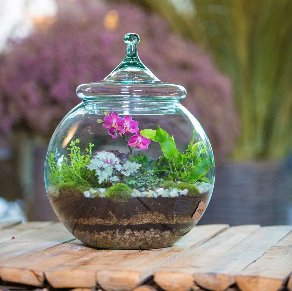 7 Flowering Terrarium Plants SelfSustaining Ecosystem