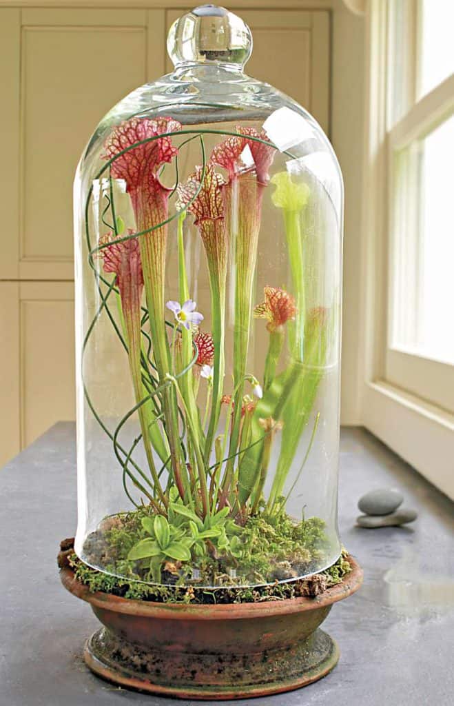 7 Flowering Terrarium Plants SelfSustaining Ecosystem