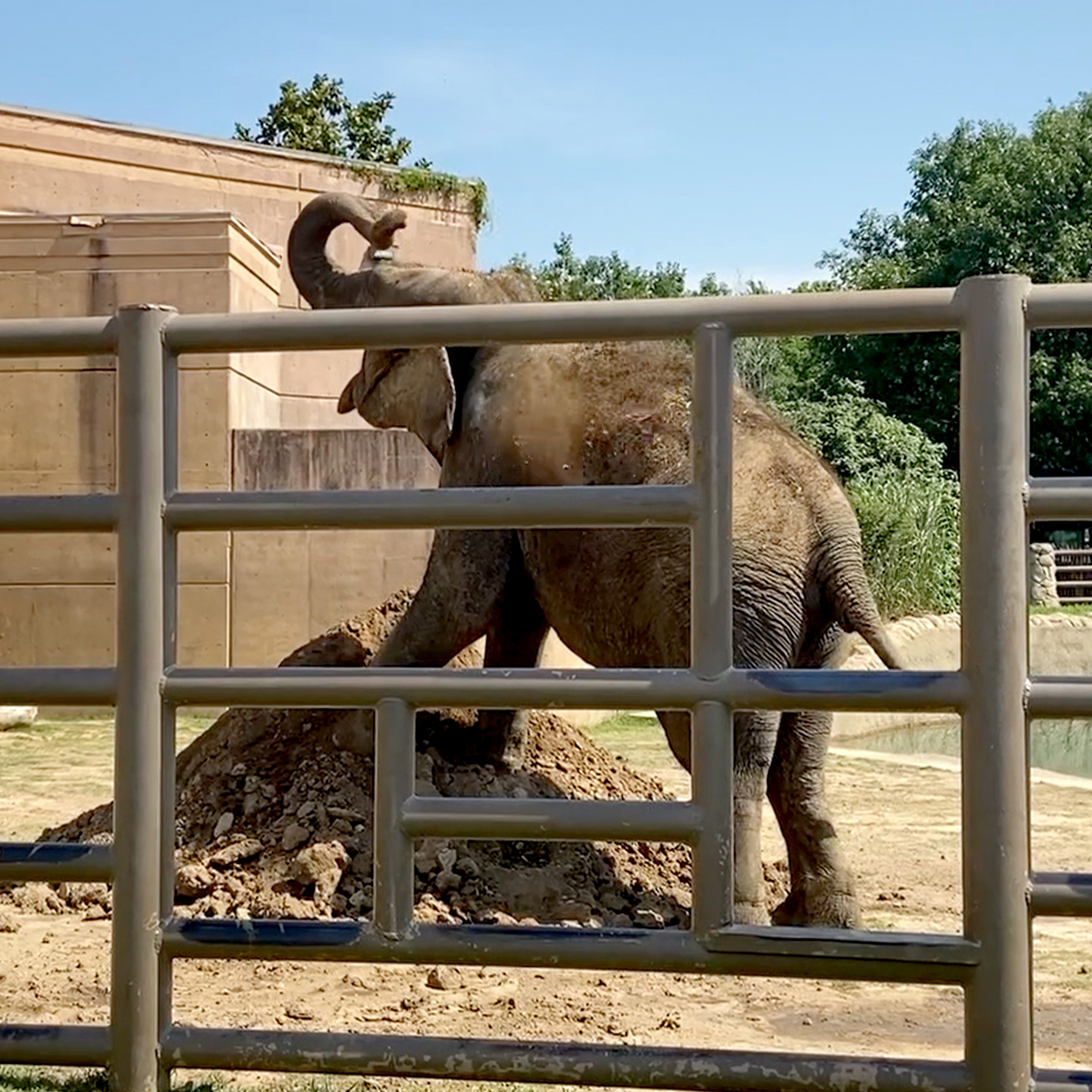 Tulsa Zoo Oxley Family Elephant Experience + Preserve Selser Schaefer
