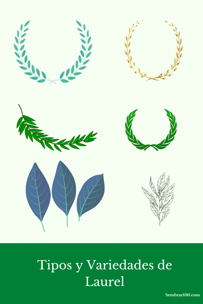 3 Tipos Y Variedades De Laurel (Estos Te Interesan) Sembrar100