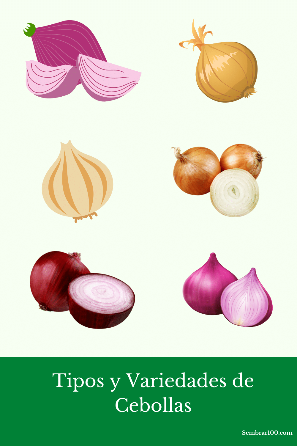 10 Tipos Y Variedades De Cebollas Ideales Para Tu Huerto