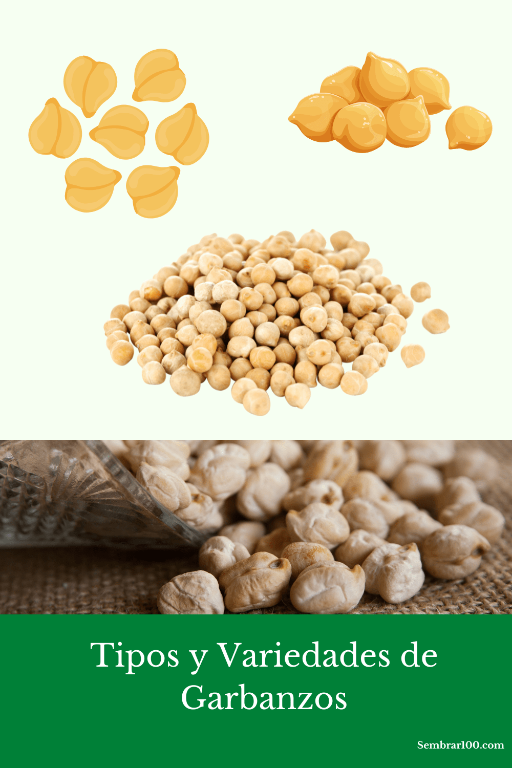 8 Tipos Y Variedades De Garbanzos Para Tu Huerto