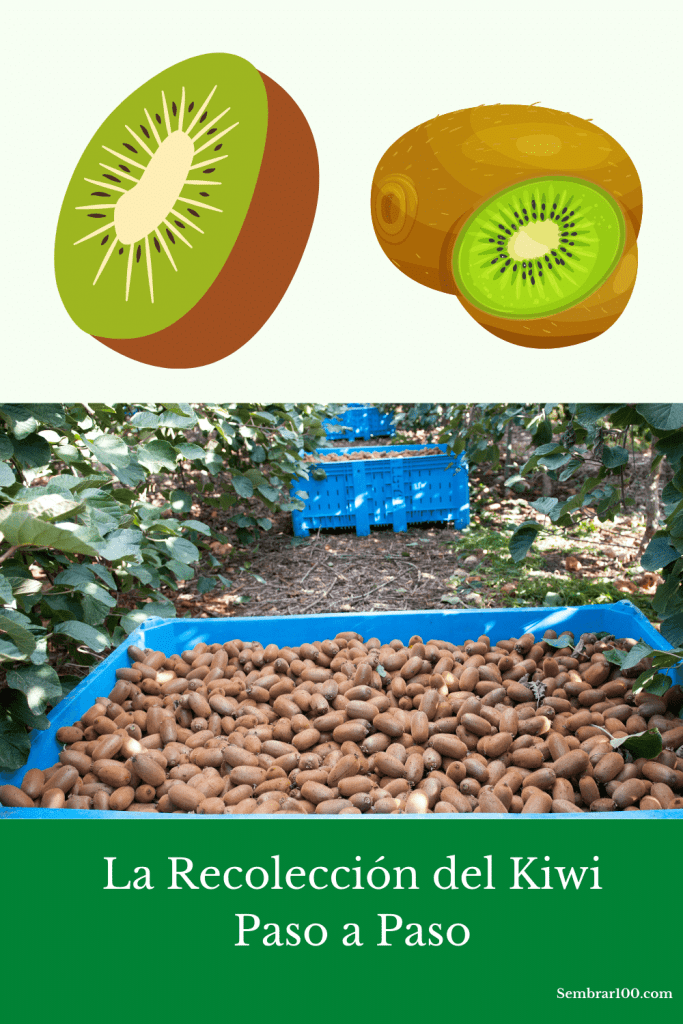 La Recolección de Kiwis en Detalle (TODO Lo Necesario)