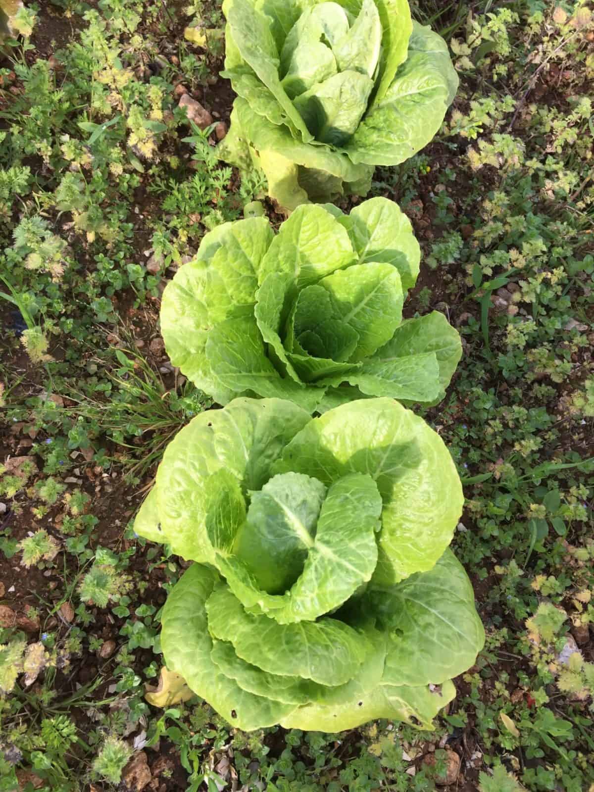 Leafy Vegetables [Planting, Care and Types] Complete Gardering