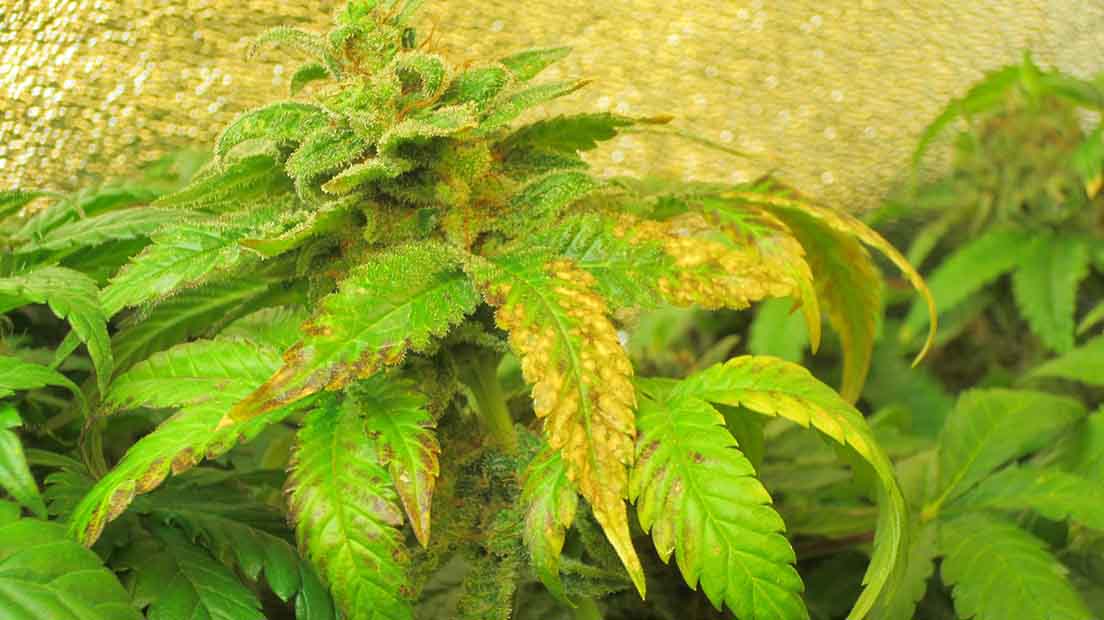 Deficiencia de Azufre en la marihuana