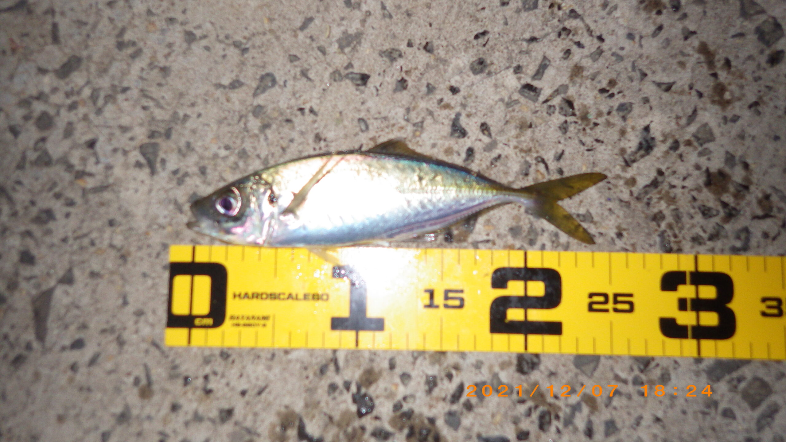 秋田 冬の釣りもの ライトゲーム アジング等