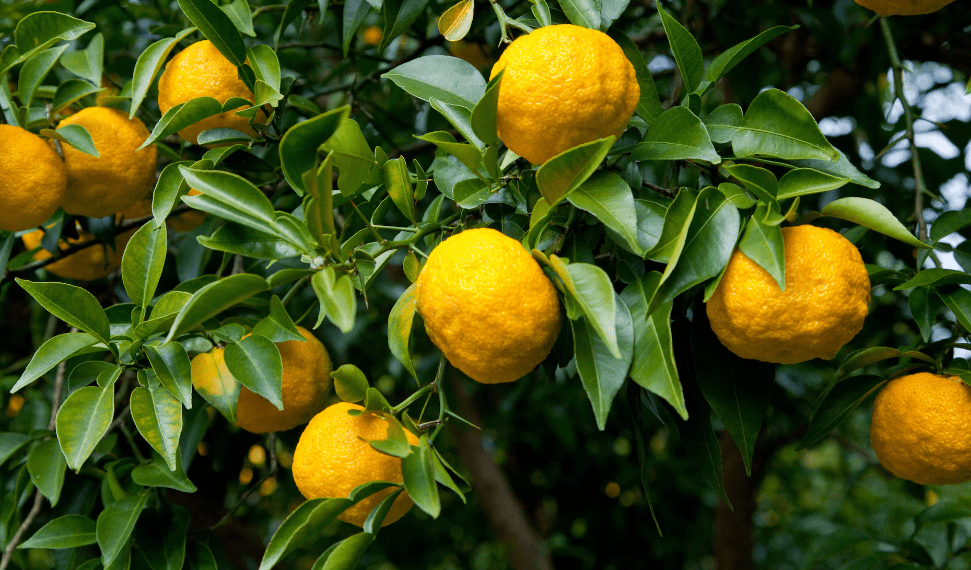 Yuzu Orange Semis Urbains