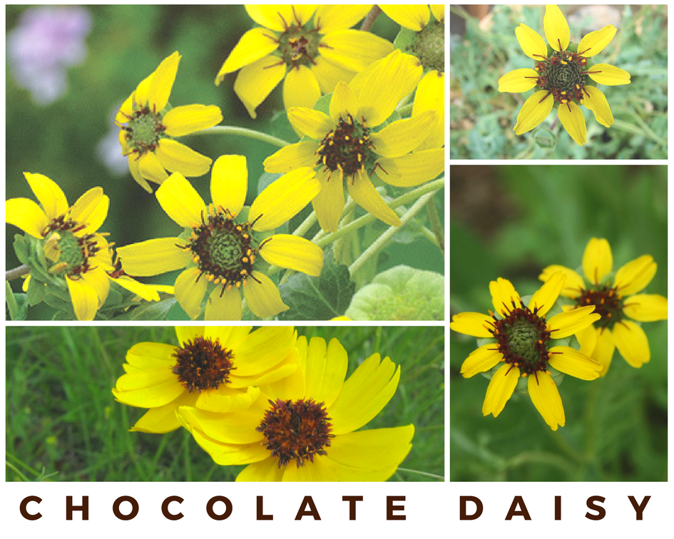 Top 7 Flowers that Smell Like Chocolate