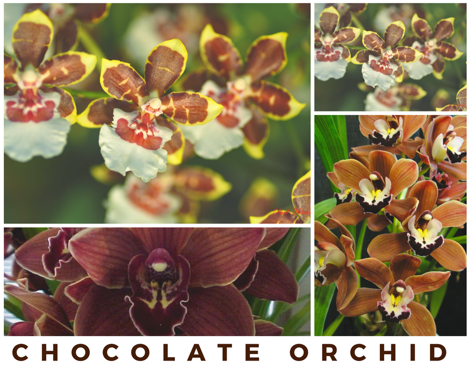 Top 7 Flowers that Smell Like Chocolate