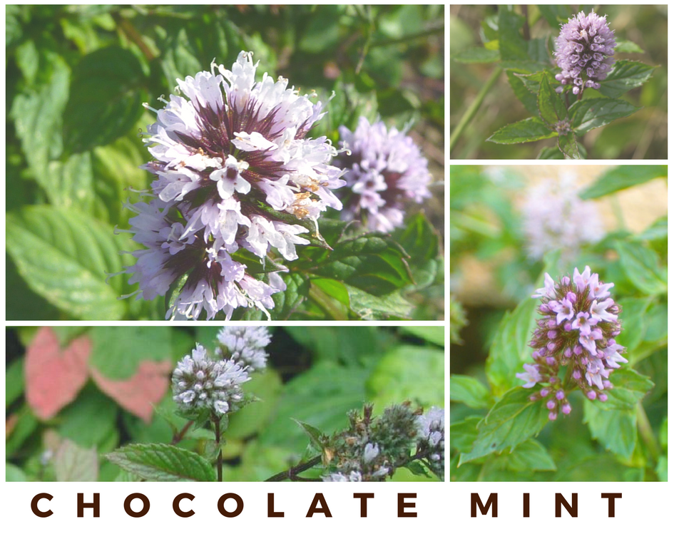 Top 7 Flowers that Smell Like Chocolate