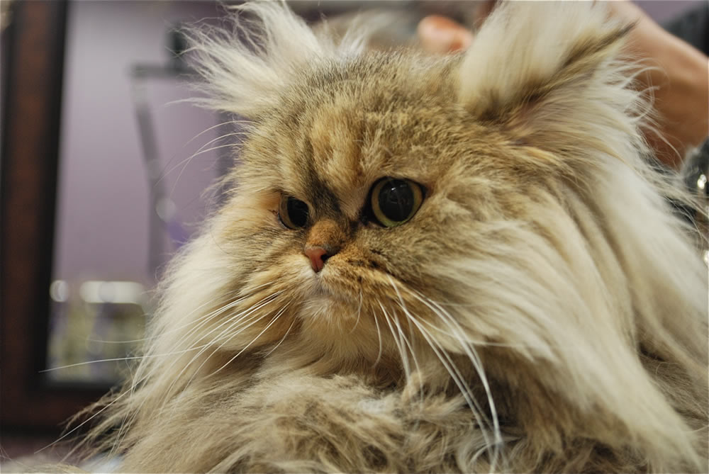 Cat Grooming Send Rover Over Pet SalonSend Rover Over Pet Salon