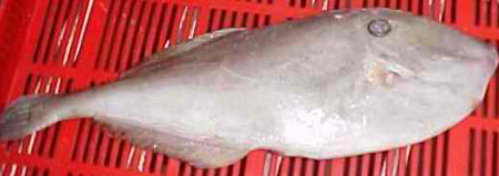 SENFU SEAFOODS (450 x 159 Pixel)