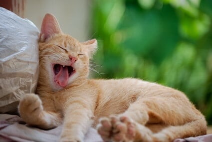 Why Does My Cat Yawn When It Sees Me? — Senior Cat Wellness