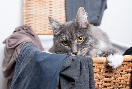 Why Is My Cat Suddenly Peeing on Clothes?