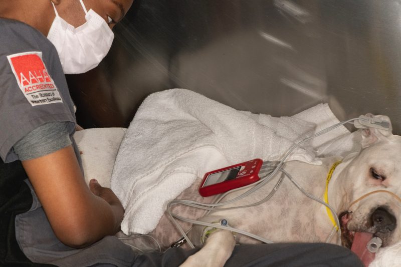 Vetcorder-Pro | Vetcorder by MAI Animal Health