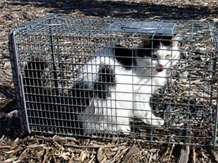 South East Queensland Feral Animal Control