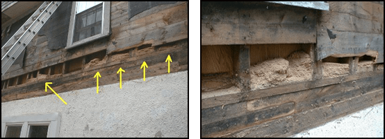 Carpenter Ant Control Bloomfield Hills Exterminator