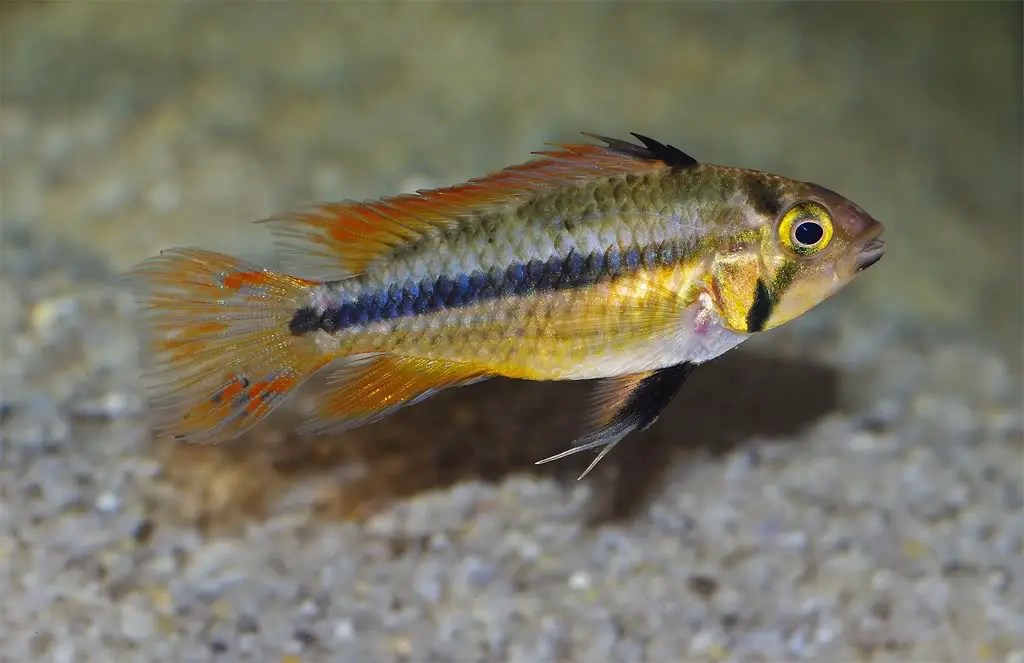Apistogramma cacatuoides (Cockatoo Cichlid) — Seriously Fish