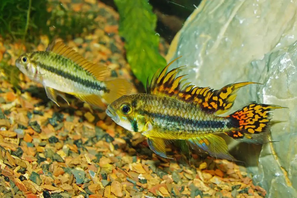 Apistogramma cacatuoides (Cockatoo Cichlid) — Seriously Fish