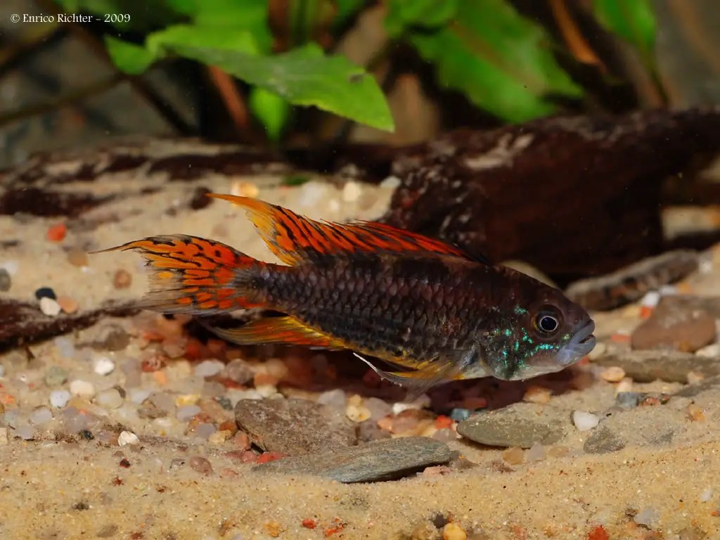 Apistogramma cacatuoides (Cockatoo Cichlid) — Seriously Fish