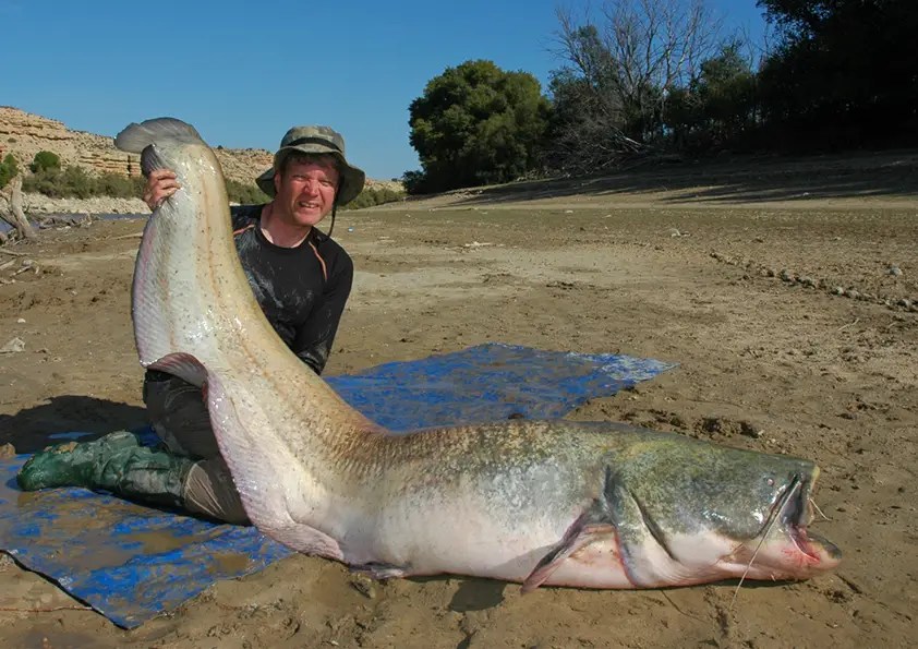 Silurus glanis (Wels catfish) — Seriously Fish