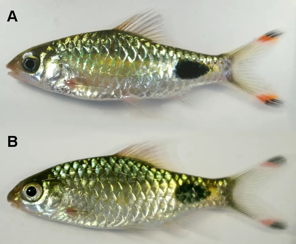 Dawkinsia assimilis Mascara Barb (Systomus assimilis, Puntius