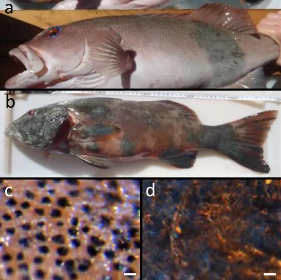 Skin cancer identified in wild fish populations for first time