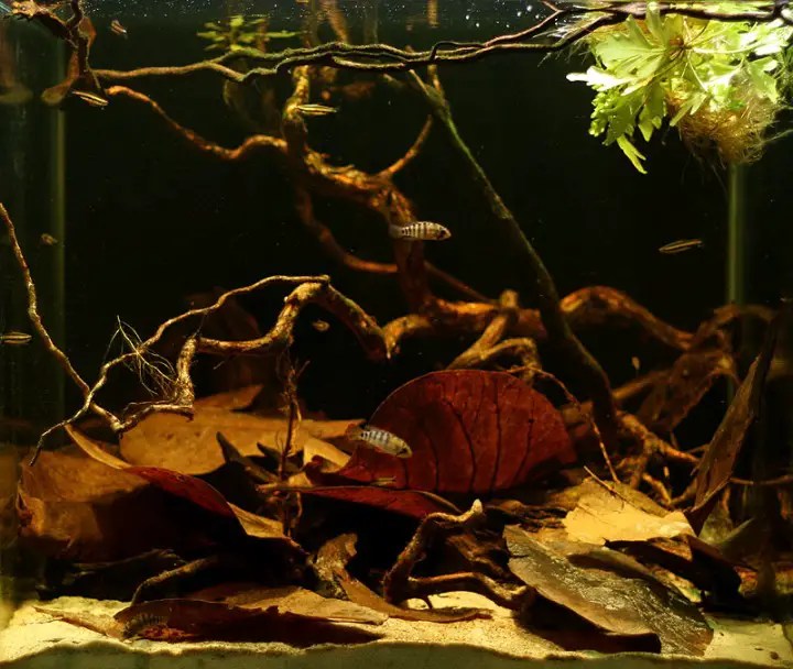 STOBOK Turtle Leaves Fish Leaves 30Pcs Dead Leaves Natural Olive Leaves