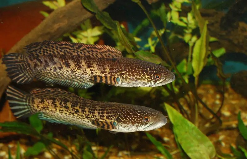 Channa aurantimaculata Orangespotted Snakehead — Seriously Fish