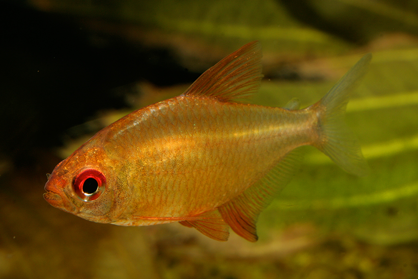 Hyphessobrycon pulchripinnis Lemon Tetra — Seriously Fish