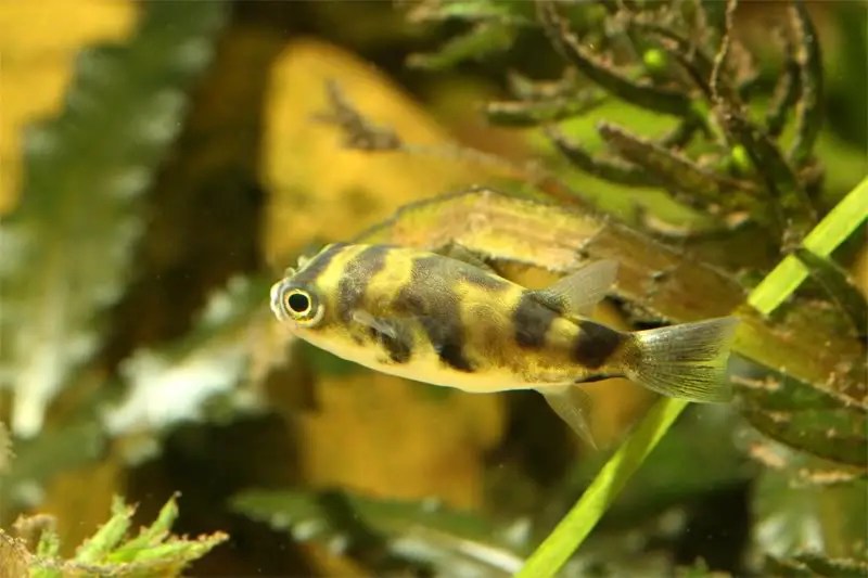 Colomesus asellus Amazon Puffer (Cheilichthys asellus, Chelichthys