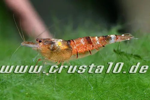Topic Tropical Freshwater Shrimp — Seriously Fish