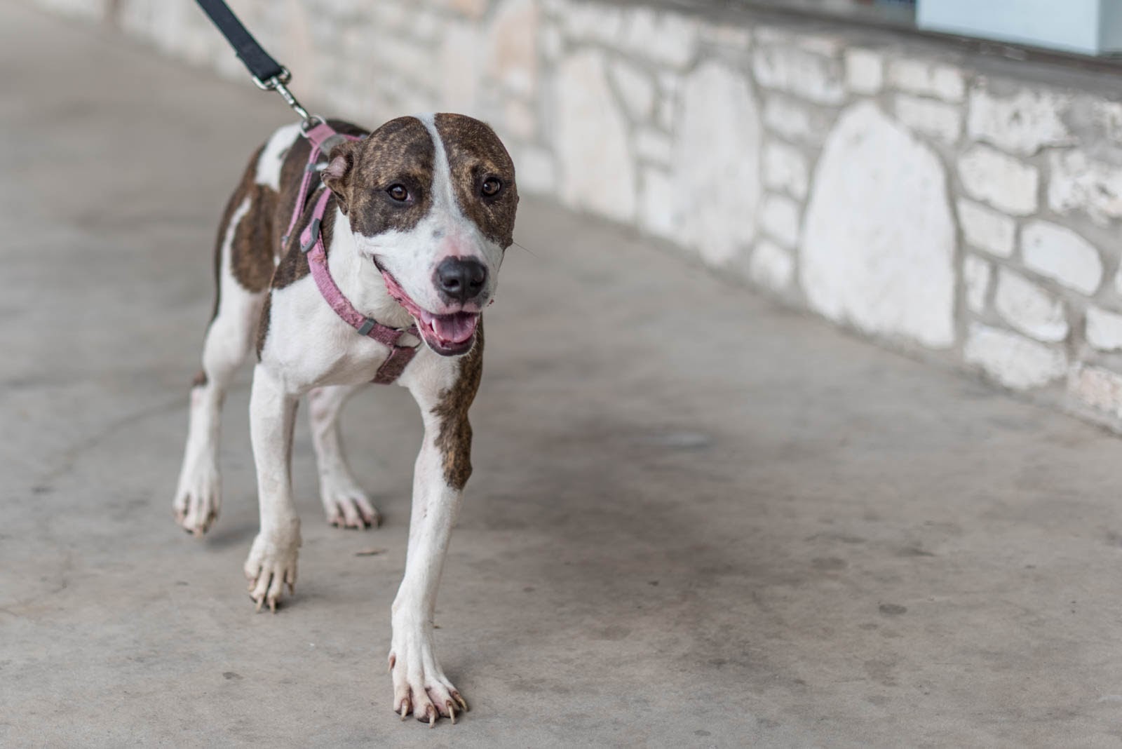 Pet Supplies Plus adoption event on Aug 16, 2015, Part 2