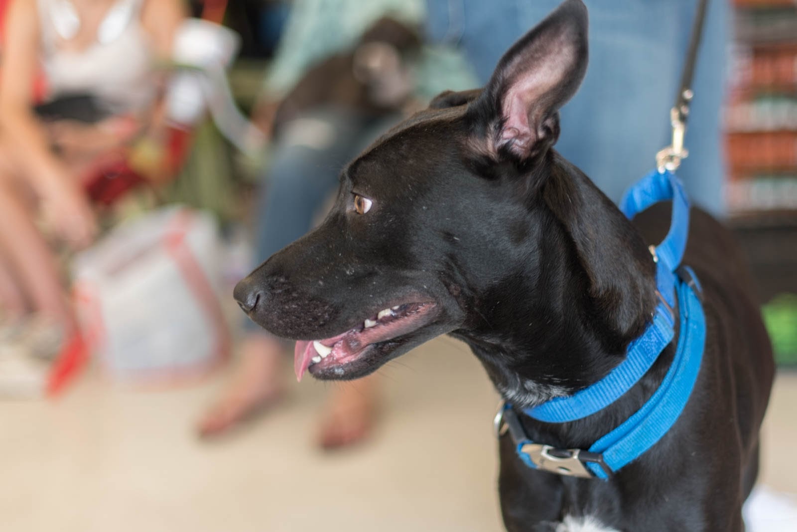 Pet Supplies Plus adoption event on Aug 16, 2015, Part 2