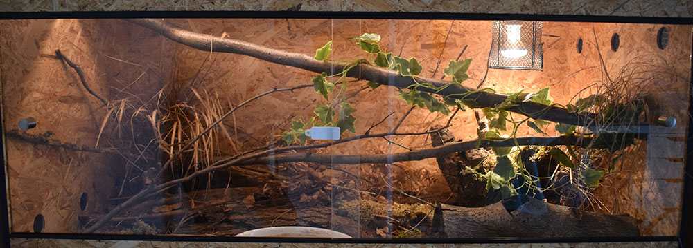 Conseils et inspirations pour faire un terrarium naturel