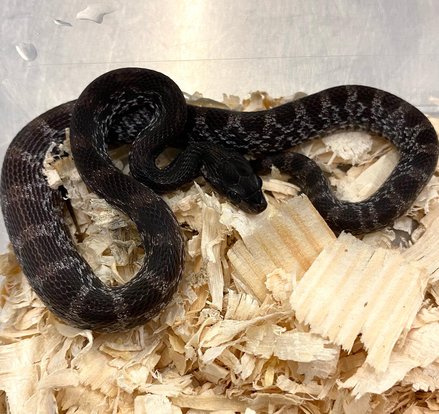Black Corn Snake Full Grown