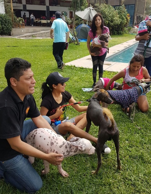 Día de Campo disfrutaron perros peruanos en busca de parejas