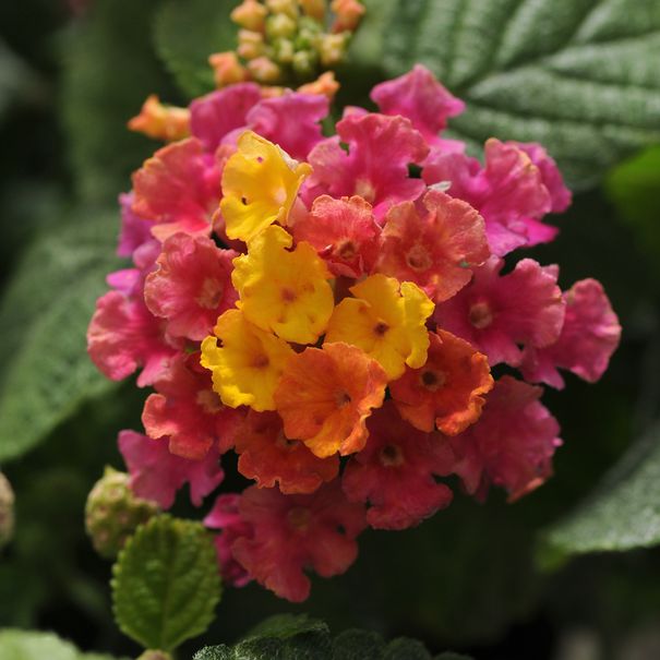 Lantana Fleurs annuelles Les Serres Sylvain Cleroux