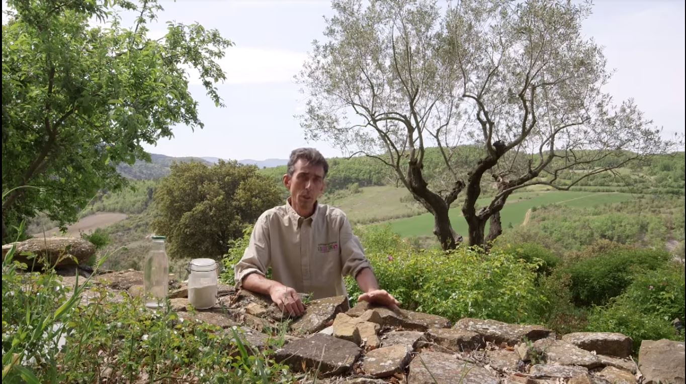 Comment lutter naturellement contre la mouche des oliviers